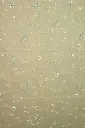 DSC_6975.webp