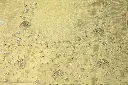 DSC_7838.webp