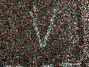 IMG_5446.webp